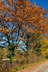 Naklejka premium The autumn landscape in the fields near the village of Moimacco close to Cividale del Friuli, Udine Province, Friuli-Venezia Giulia, north east Italy 