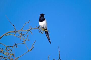 Magpie in the garden on a branch of an apple tree on a sunny frosty winter day. Bird.