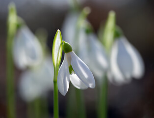 Obraz premium Snowdrops have already begun to appear in the forest