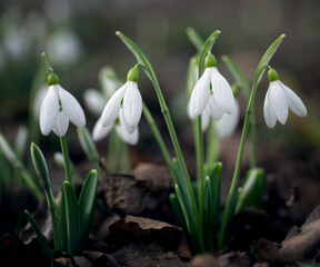 Snowdrops have already begun to appear in the forest