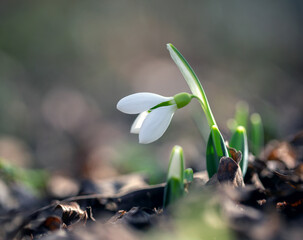Snowdrops have already begun to appear in the forest