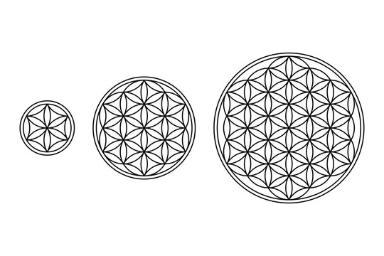 Flower of Life, Core and Seed of Life. Geometric figures and spiritual symbols of the Sacred Geometry. Overlapping circles forming flower like patterns. Black and white illustration over white. Vector