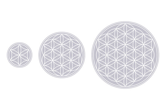 White Flower of Life, Core and Seed of Life over fields of gray. Geometric figures and spiritual symbols of the Sacred Geometry. Overlapping circles forming flower like patterns. Illustration. Vector.