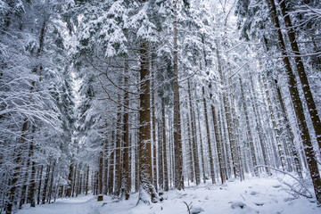 Fototapeta premium snow covered trees in forest on cold winter day