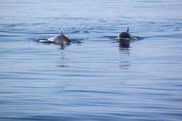 Zwei Delphine tauchen unter © pics_augusta11