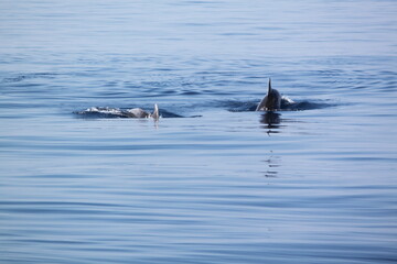 Zwei Defline tauchen unter © pics_augusta11