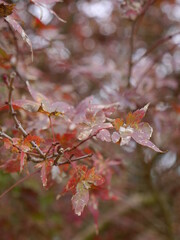 A close up of maple leaves in autumn