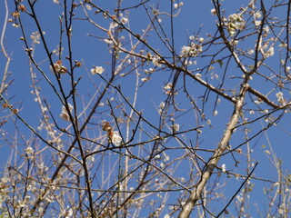 Beautiful branches and blue sky in spring