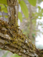 Close-up of moss on the tree gives a refreshing feeling.