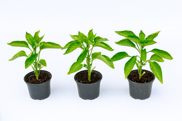 Three plastic pots with bell pepper seedlings on a white background