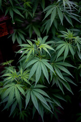 cannabis plant