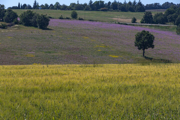 Fototapeta na wymiar Tree and grain field in Provence, France