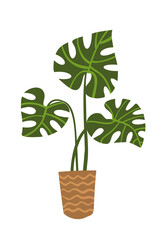Green monstera in a pot in flat style on a white background isolated. Household indoor plant, interior decoration, tropical plant