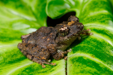 shrub frog // Ruderfrosch (Pseudophilautus spec.) - Sri Lanka © bennytrapp