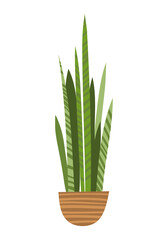 Green sansevieria in a pot in flat style hand drawn on a white background isolated. Household indoor plant, interior decoration, unpretentious plant