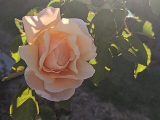 Front on shot of an apricot-coloured rose, with copy space on right, partial backlight from sun.