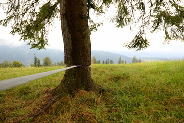 slackline. Eingewachsene slackline an einem alten Nadelbaum