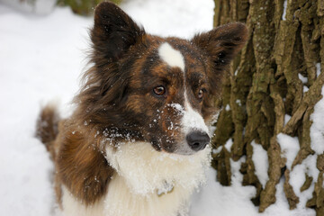 Dog breed corgi cardigan in winter