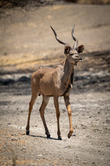 Male greater kudu walks across rocky pan