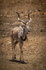 Naklejka na ściany i meble Male greater kudu walks across stony ground