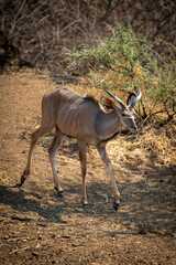 Male greater kudu walks down past bushes
