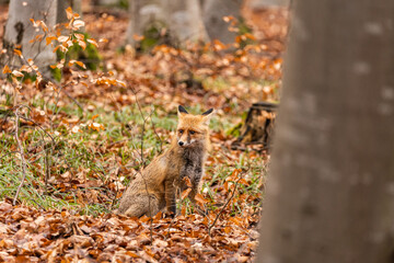 Fox, vulpes vulpes, in the forest. 