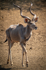 Naklejka na ściany i meble Male greater kudu walks over bare earth