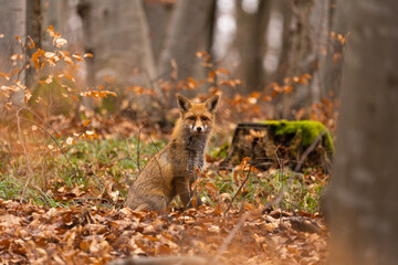 Fox, vulpes vulpes, in the forest. 
