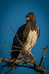 Martial eagle on dead branch turning head