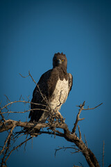 Martial eagle on dead branch eyeing camera