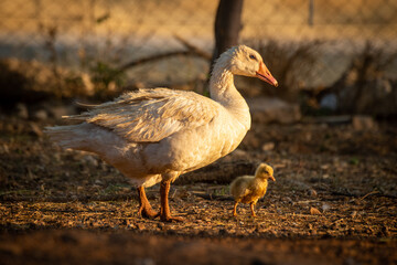 Mother goose and gosling walk around pen
