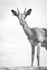 Mono close-up of young male common impala