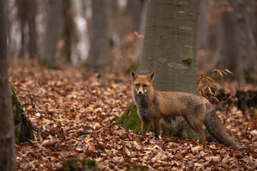 Naklejka na ściany i meble Fox, vulpes vulpes, in the forest. 