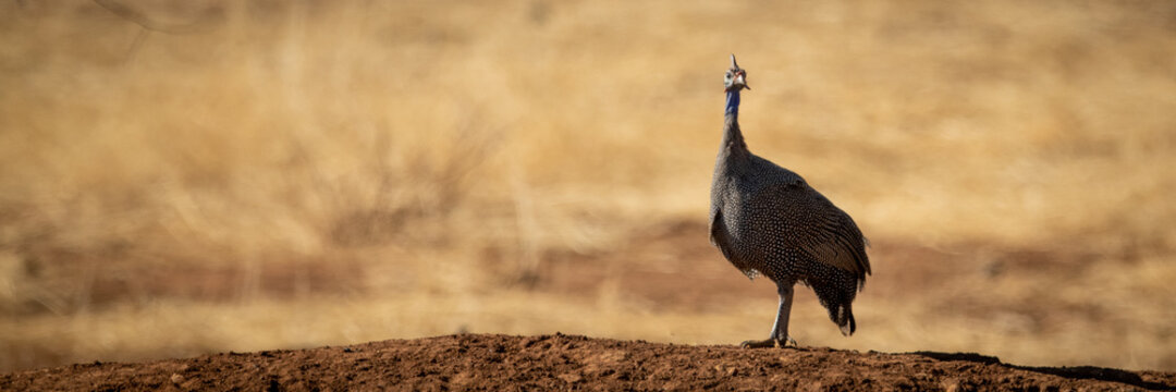 Panorama of helmeted guineafowl on earth bank