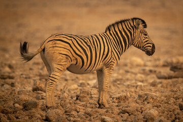 Plains zebra stands in profile among rocks