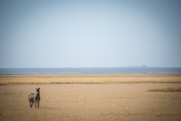 Fototapeta na wymiar Plains zebra stands in savannah eyeing camera