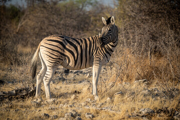 Fototapeta na wymiar Plains zebra stands near bushes turning head