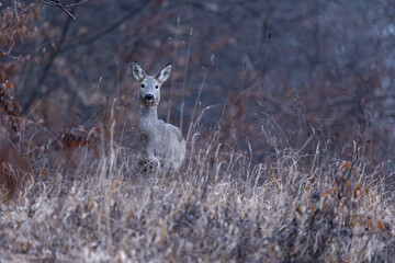 Capreolus capreolus. Deer in the forest