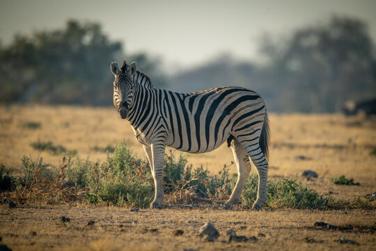 Plains zebra stands on grass eyeing camera