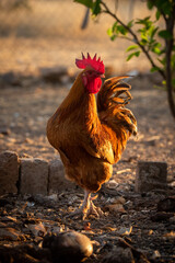 Rooster stands backlit at sunset by bricks