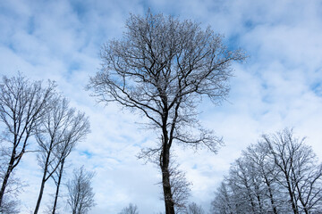trees in winter against sky