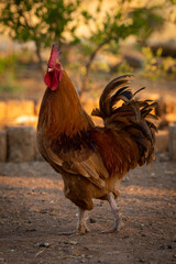 Rooster walks across bare ground turning head