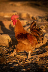 Rooster walks across stony ground at sunset