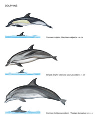 scientific illustration of 3 species of dolphins on white background: common dolphin (Delphinus delphi), striped dolphin (Stenella coeuruleoalba) and common bottlenose dolphin (Tursiops truncatus) © marina