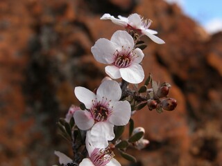 Close up two white flowers of an indigenous melaleuca plant in bushland Australia. 