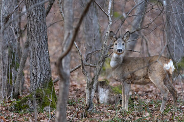 Capreolus capreolus. Deer in the forest