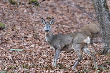 Capreolus capreolus. Deer in the forest