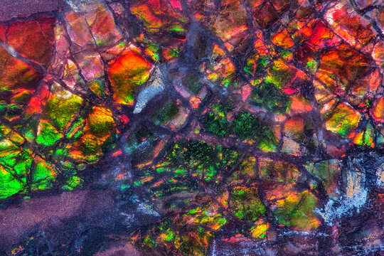 Amazing piece of canadian ammolite fossil closeup macro