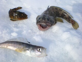 Fototapeta premium Fish caught in Antarctica ice snow on winter day