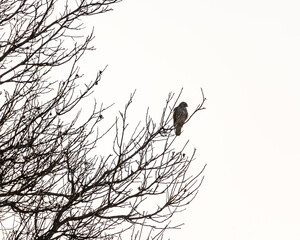 The common buzzard (Buteo buteo) is a medium-to-large bird of prey which has a large range